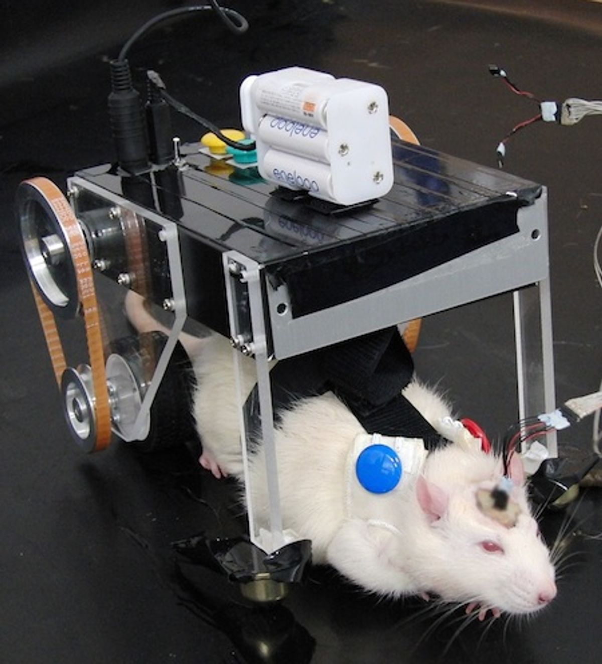 Researchers Using Rat-Robot Hybrid to Design Better Brain Machine Interfaces