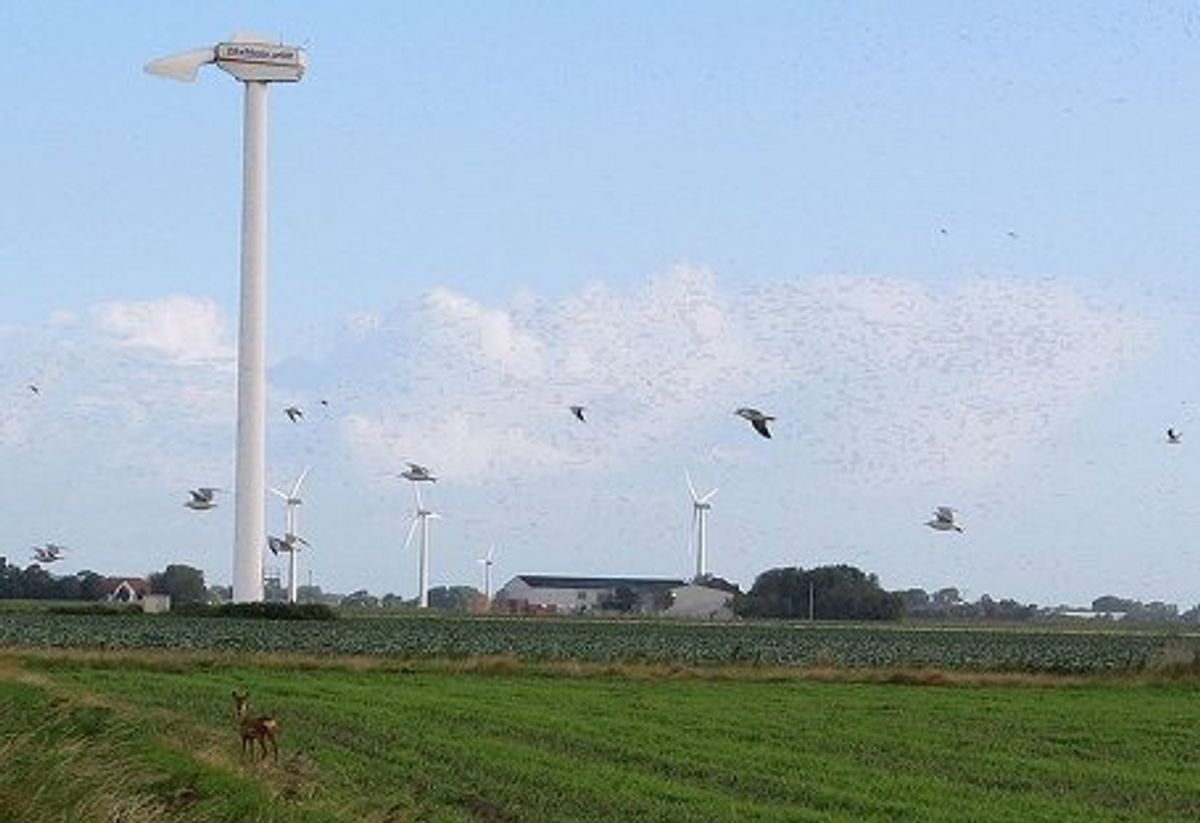 Large North Dakota Wind Farm Falls to the Birds