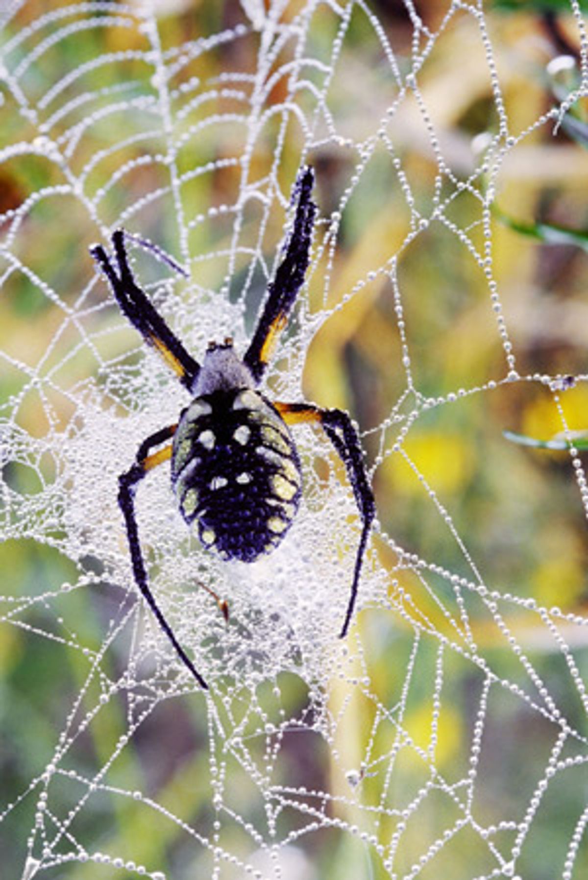 Spider Silk Weaves New Path for Electronics