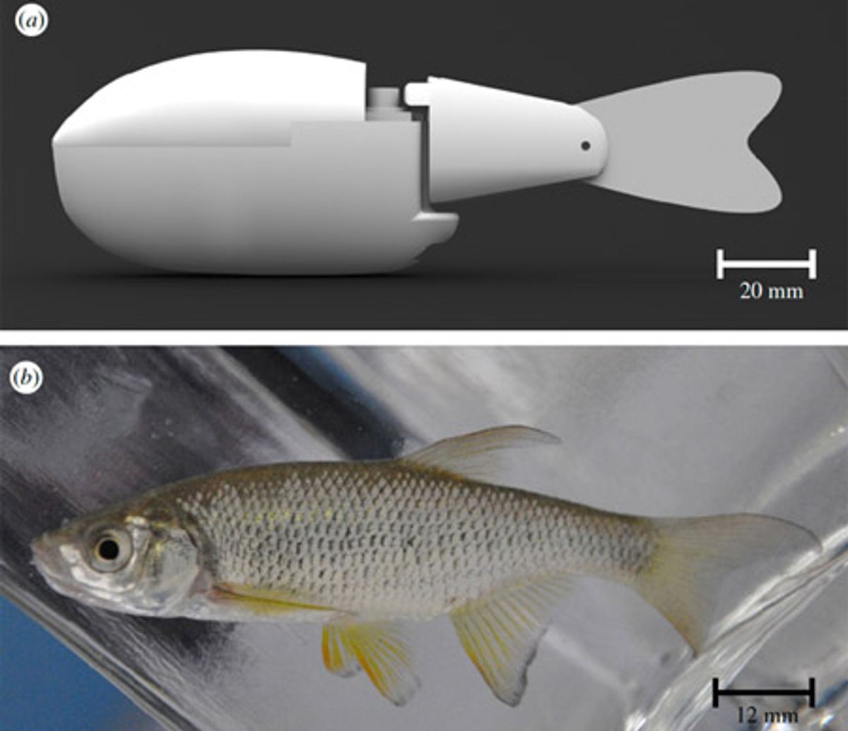 Real Fish Get Schooled By Robots