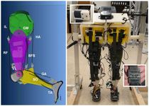 Bio-Inspired Robot Legs Walk With Rhythm