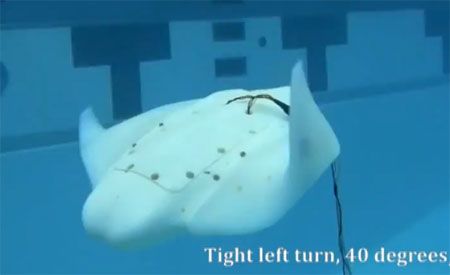 Roboray Uses Bioengineering to Conquer the Deep