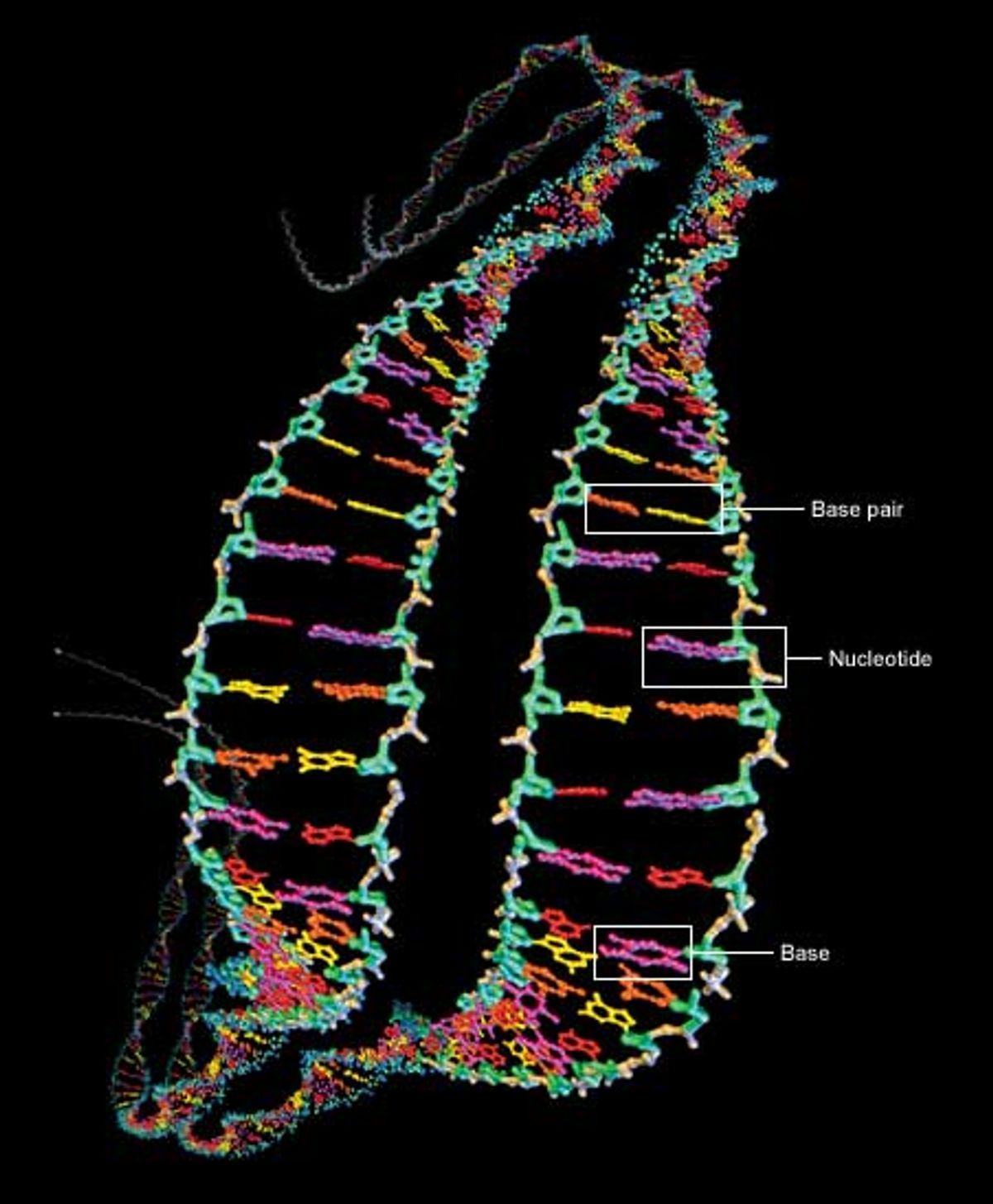 Understanding the Human Genome