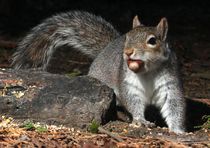 Georgia Tech Robots Learn Deceptive Behaviors from Squirrels