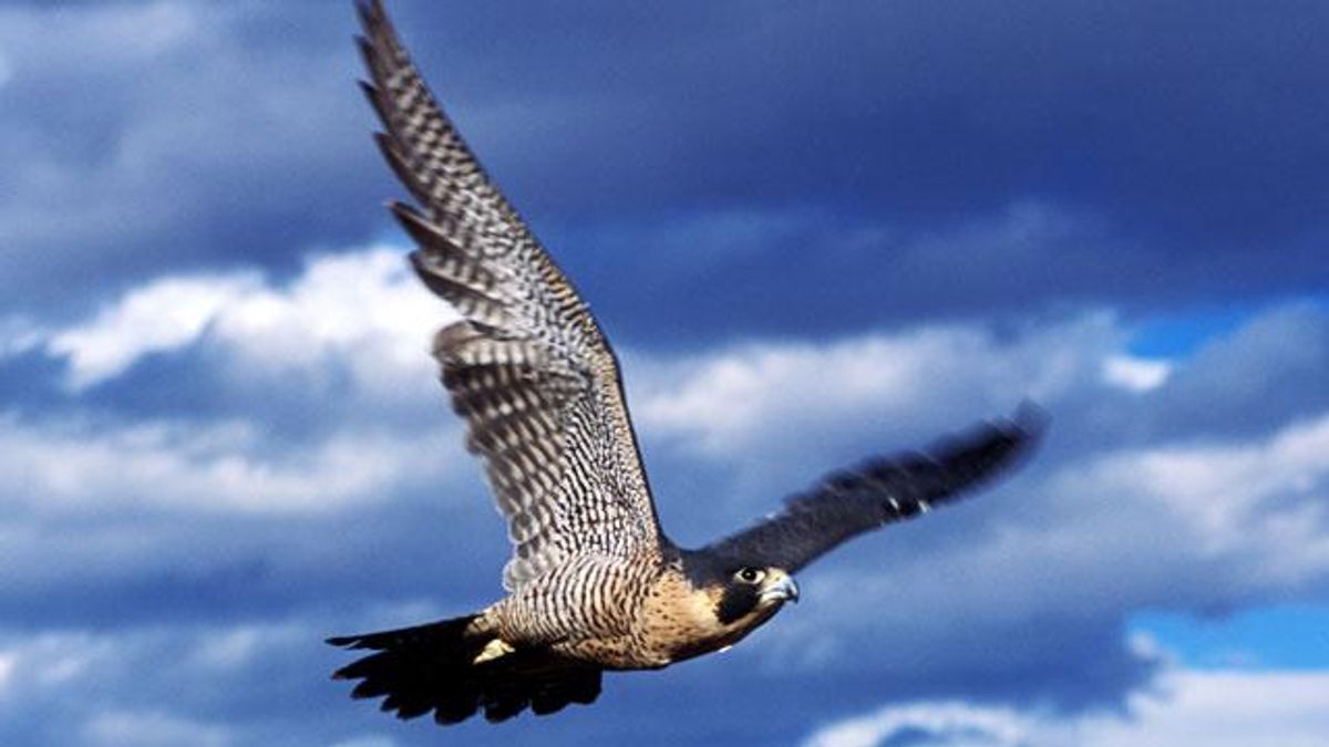 Fastest Natural Flier: Peregrine Falcon