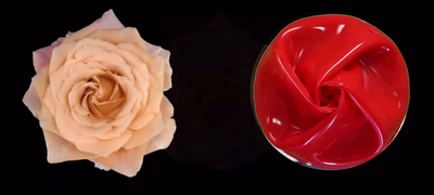 A top down photo of a flowering rose next to a top down photo of a similar looking robotic gripper