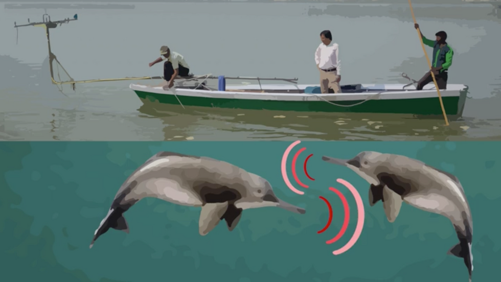 High-Tech Eavesdropping on the Ganges River Dolphin