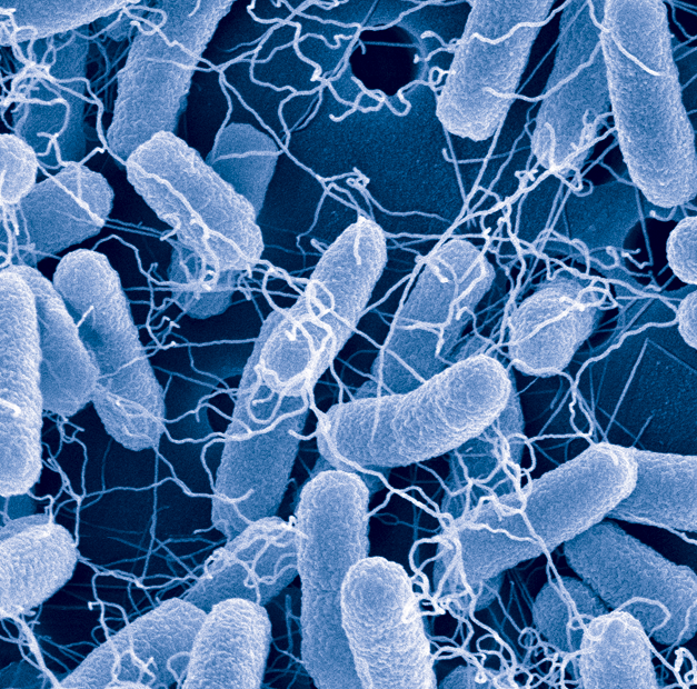 University of Maryland researchers have rewired the bacterial quorum sensing systems in two strains of E. coli to enable groups of cells to work together, autonomously.