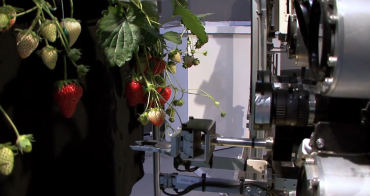 Greedy Robot Picks Only The Ripest Strawberries