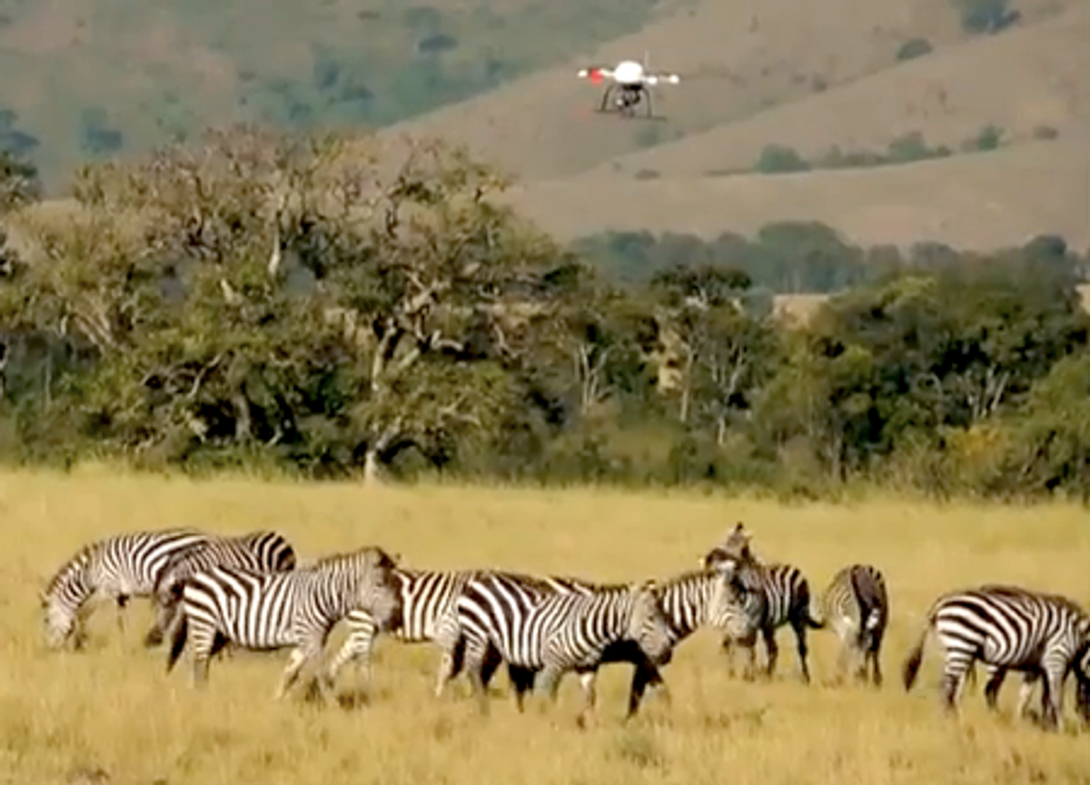 Microdrones Film Confused African Wildlife