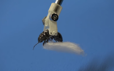 A close up photo of a pill bug using its legs to manipulate an object while being held by a robotic gripper