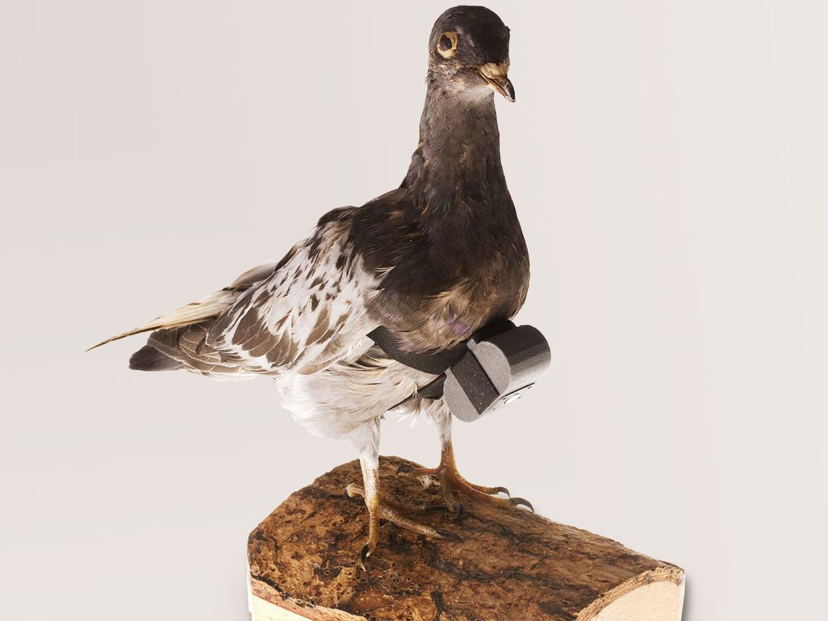 In the 1970s, the CIA developed a tiny camera that turned homing pigeons into spies.