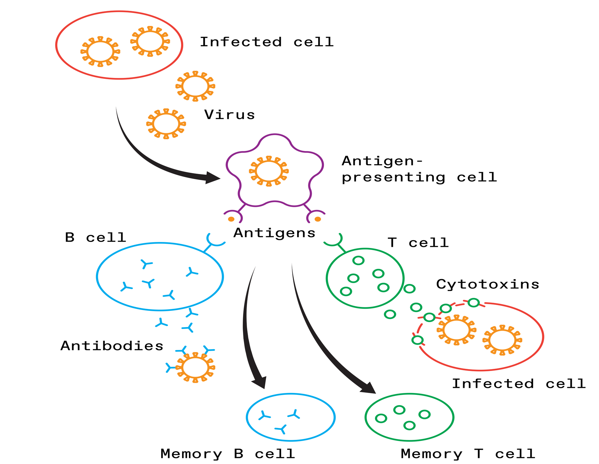 In the body's adaptive immune response, specialized cells engulf the virus and present fragments of it, called antigens, to activate immune cells. B cells begin to make antibodies that bind to viral particles and prevent them from attaching to healthy cells, while T cells destroy cells that have already been infected. Meanwhile, memory B and T cells take note of the antigens, ensuring that the body will respond quickly if it encounters the coronavirus again. 