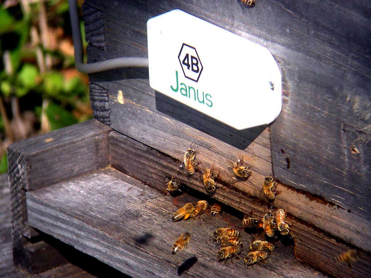 Janus bee sensor on a hive, with bees in the foreground