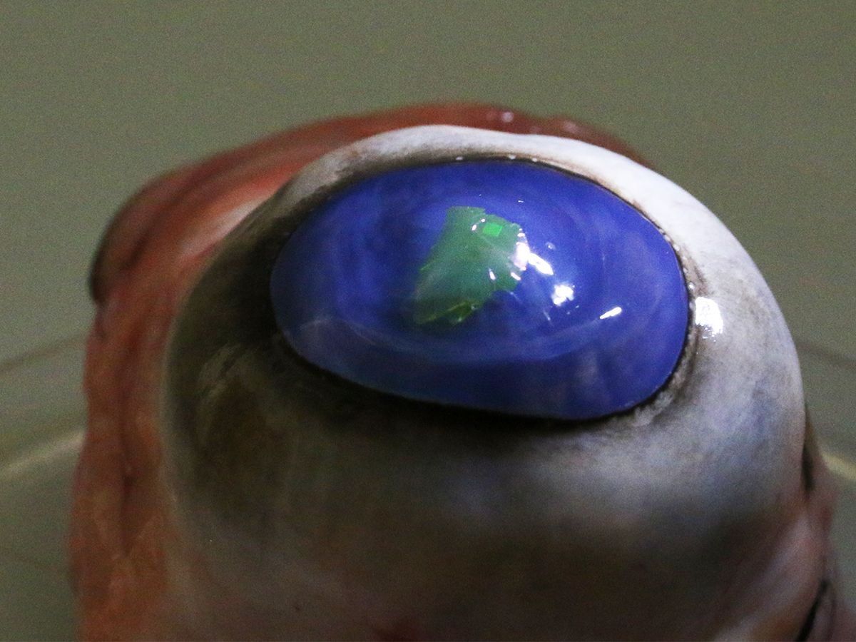 Laser on a contact lens on a cows eye