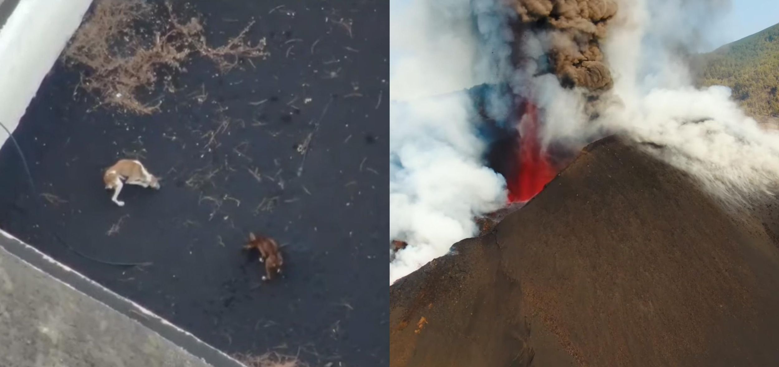 Left, screenshot from a drone video shows an aerial view of a dark brown and light brown dog in an enclosure. Right, red lava , white smoke and brown ash spew out of a hole.