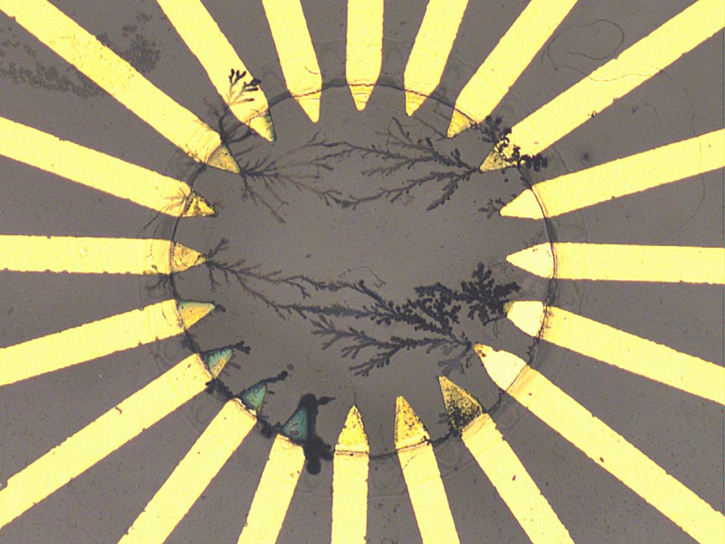 Micrograph has a grey background with a brown circular line. In the center are several branching connections, linked to some of the 20 yellow pencil shapes that go from the exterior to the interior of the circle. 