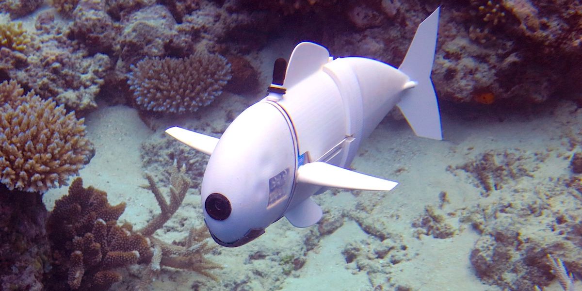 MIT's Soft Robotic Fish Explores Reefs in Fiji