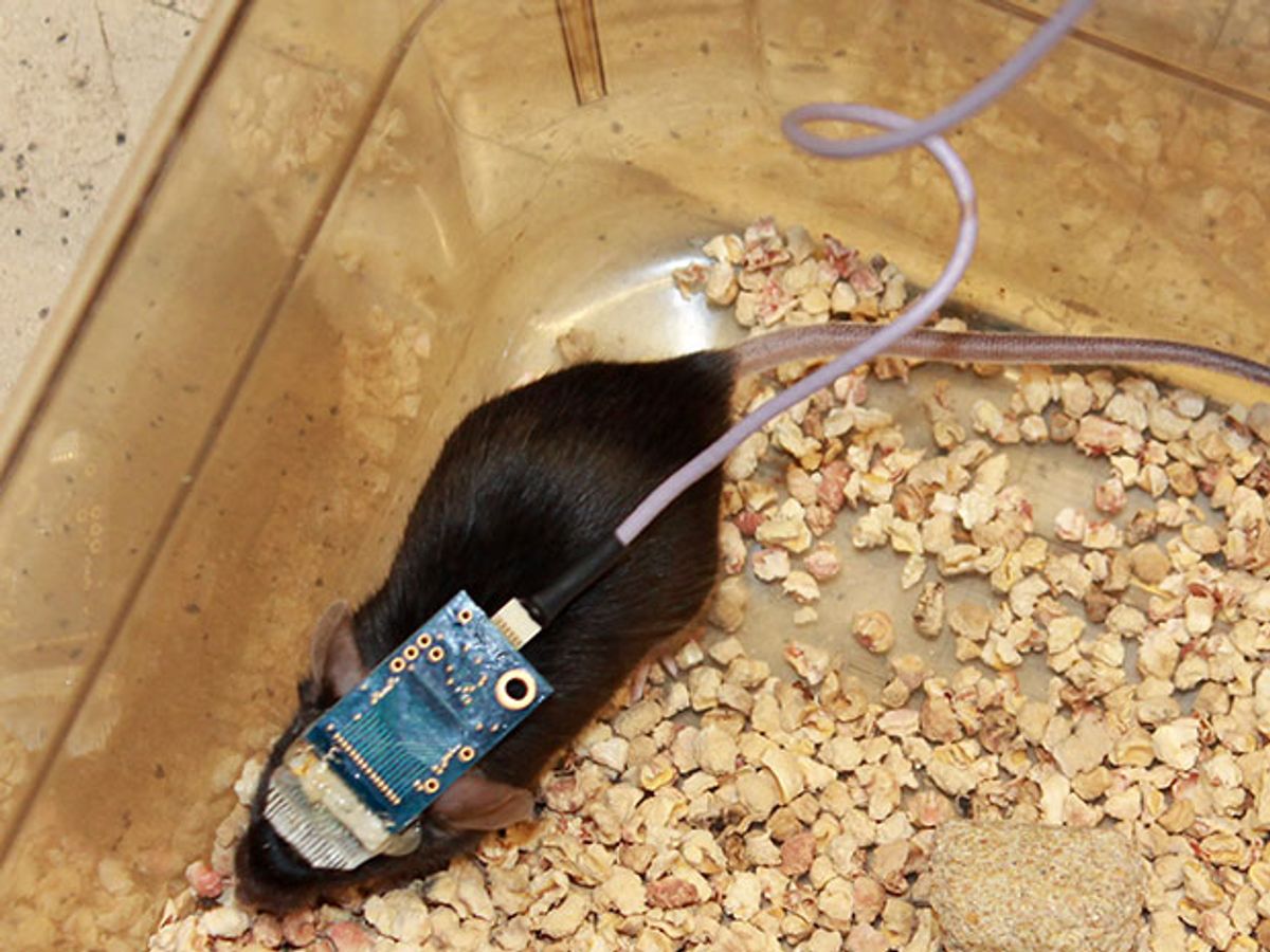 Monitoring a mouse with nanowire meshes injected into its brain