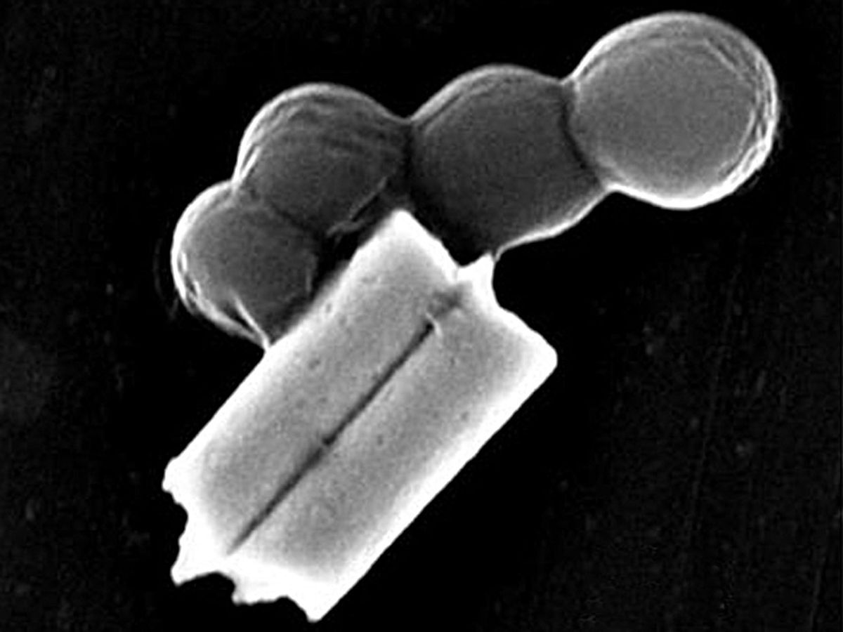 MRSA bacteria (spheres) attached to the biohybrid nanorobots.