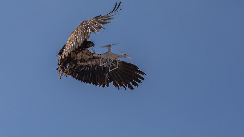 Eagle vs drone
