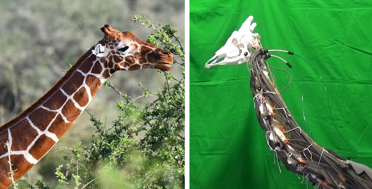 On left a giraffe from the neck up browsing on a tree, on right a skinless robotic giraffe neck with a giraffe skull on top