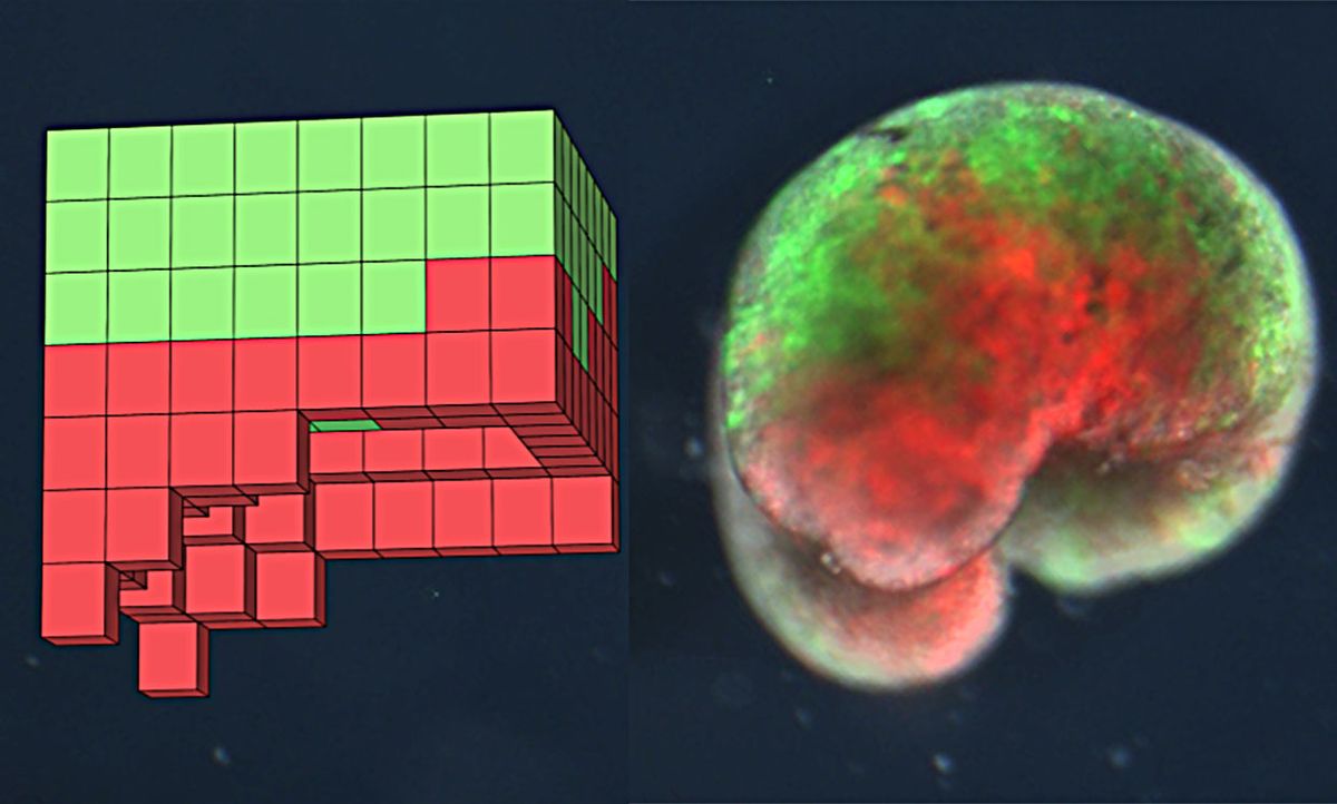 One of the over 100 computer-designed organisms. Left: the design discovered by the computational search method in simulation. Right: the deployed physical organism, built completely from biological tissue (frog skin (green) and heart muscle (red)).
