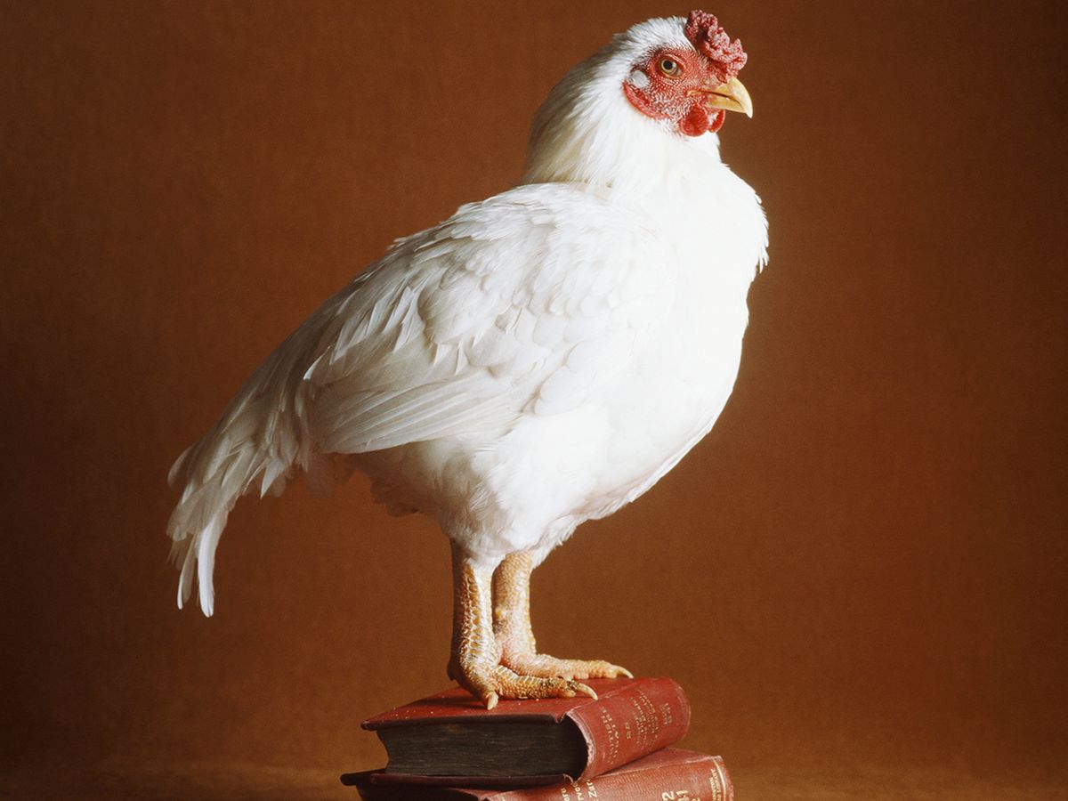 Photo of a chicken standing on a stack of three books.
