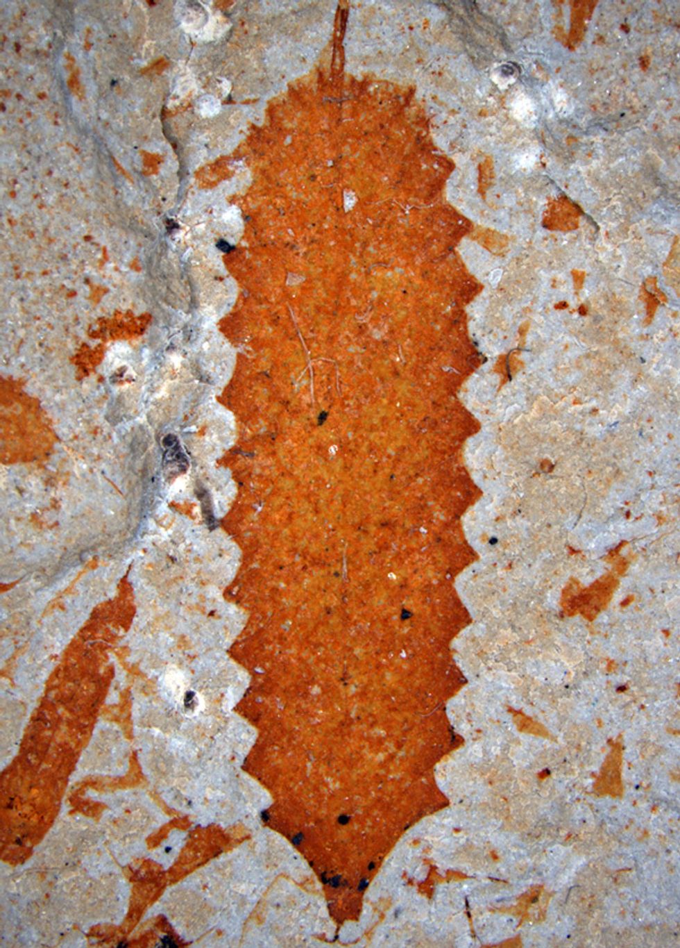 Photo of a fossilized leaf.  