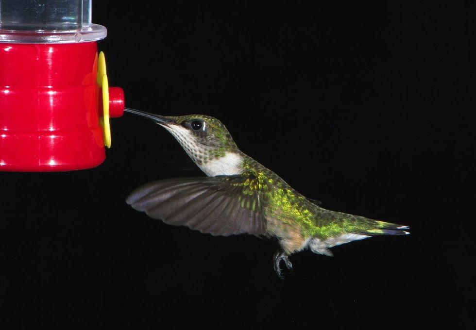 Photo of a hummingbird