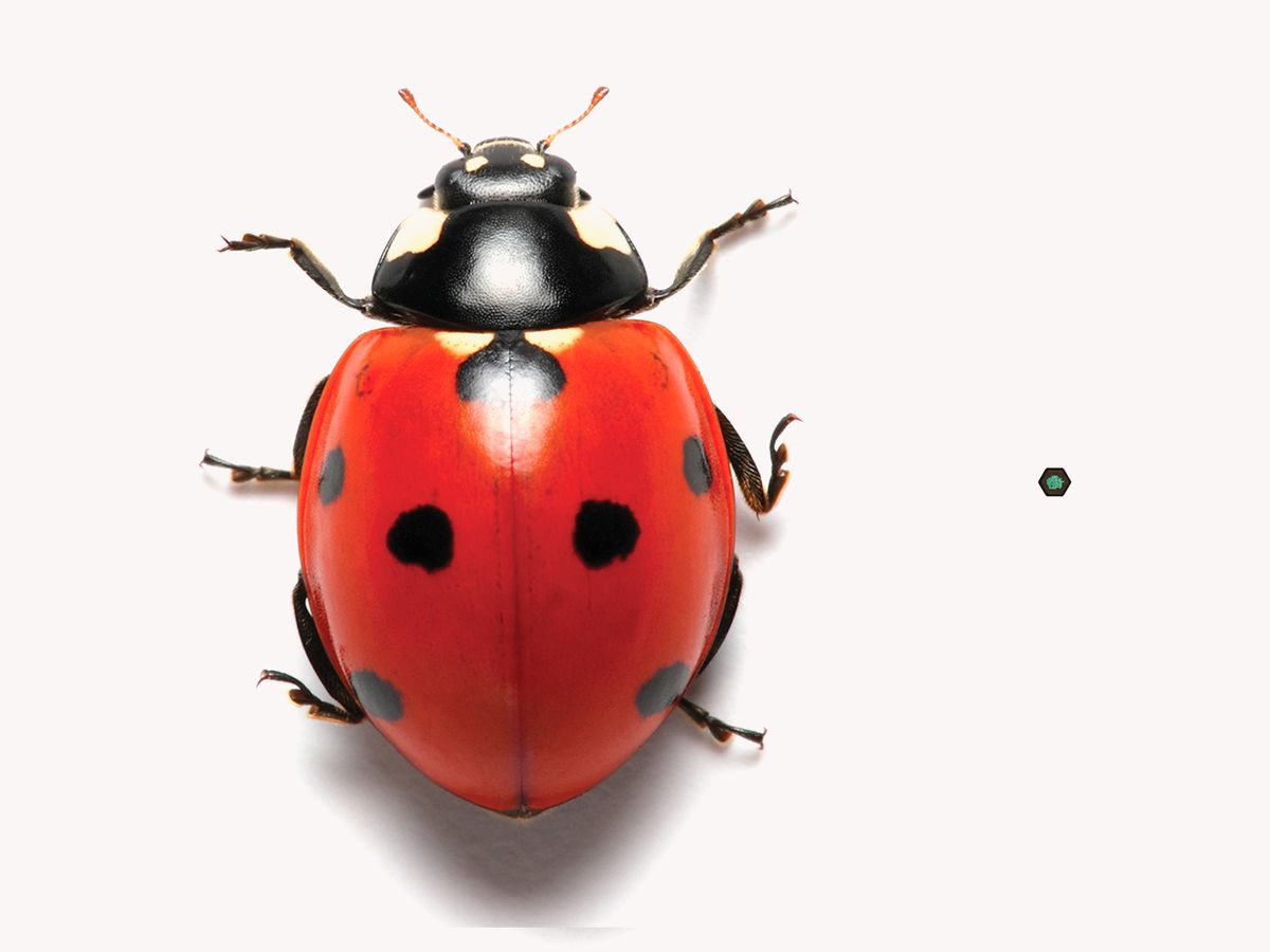 Photo of a ladybug.