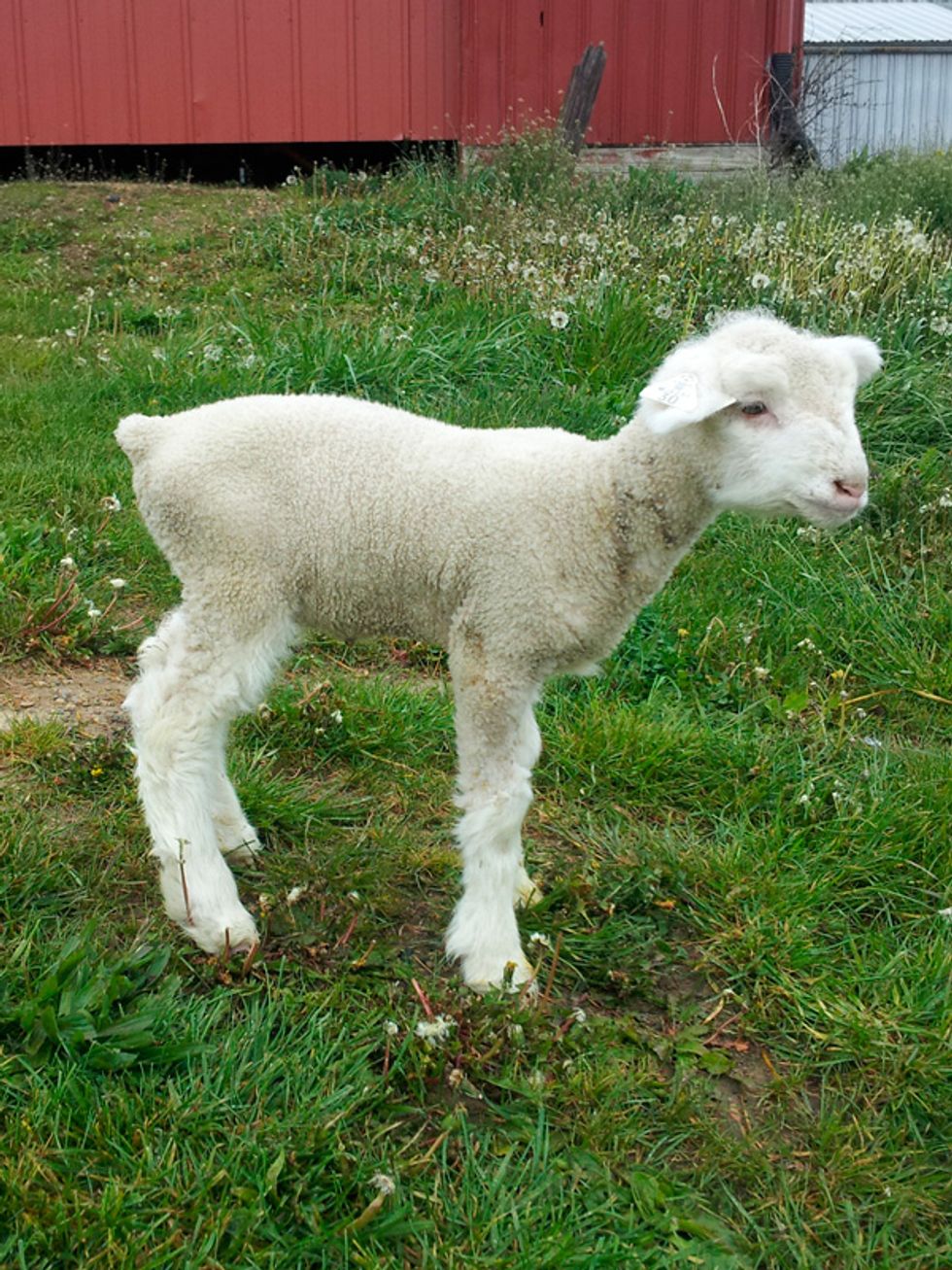 Photo of a lamb
