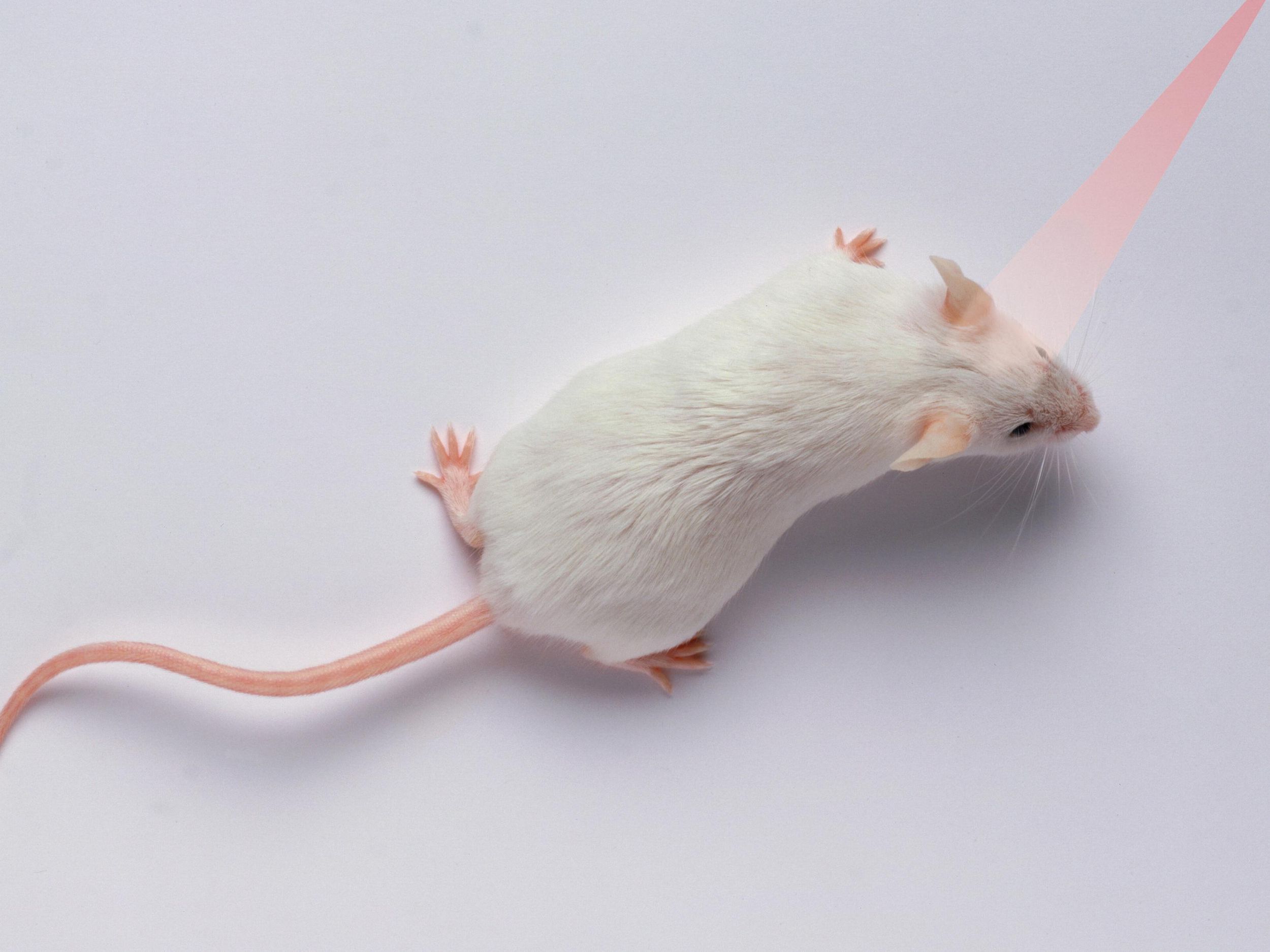 Photo of a mouse from above. A photoshopped pink beam of light is directed at the mouse's head.