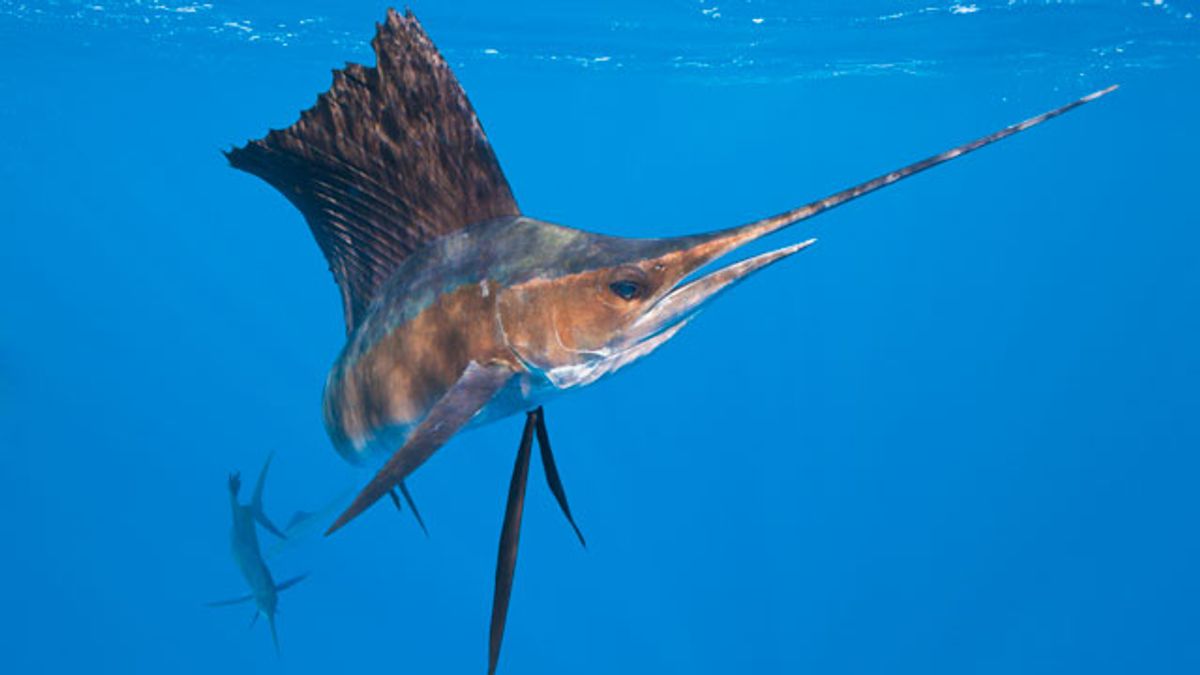 Photo of a sailfish