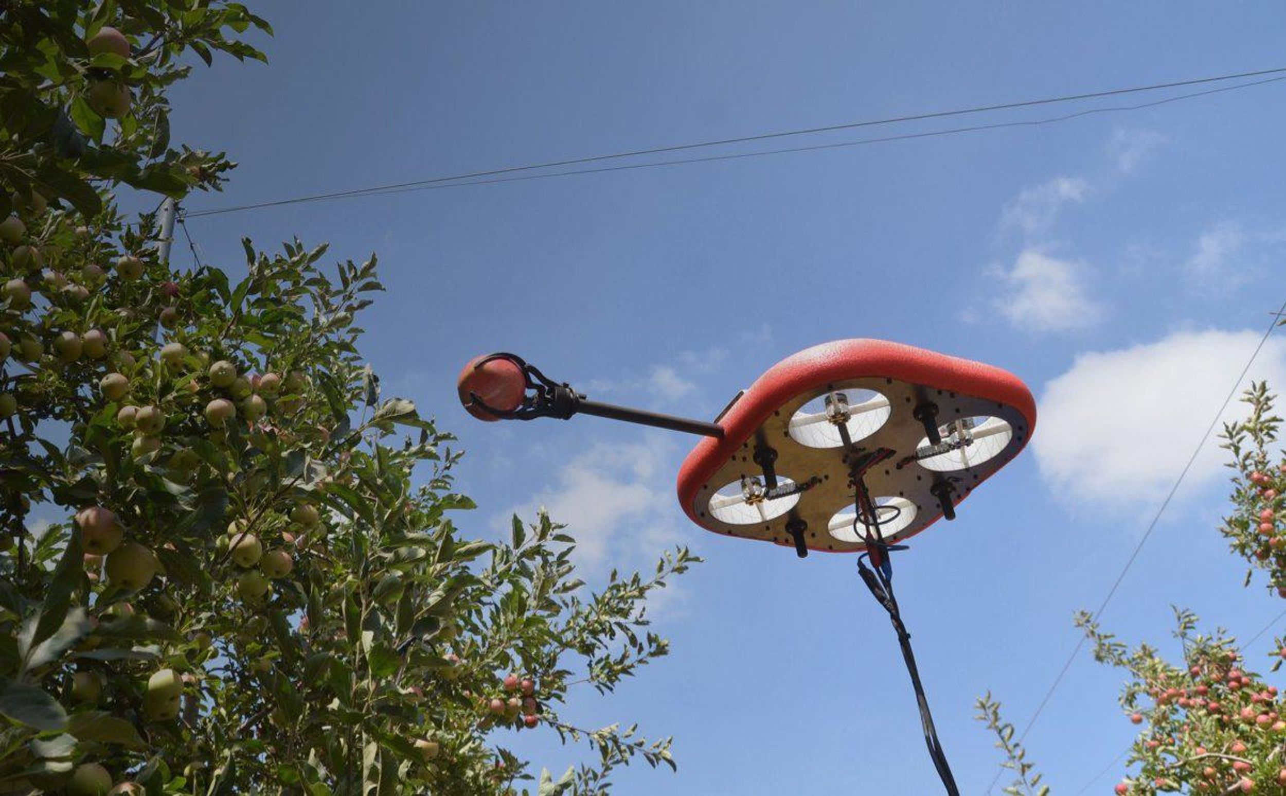 Photo of a square red drone next to an apple tree from below, equipped with a gripper containing an apple