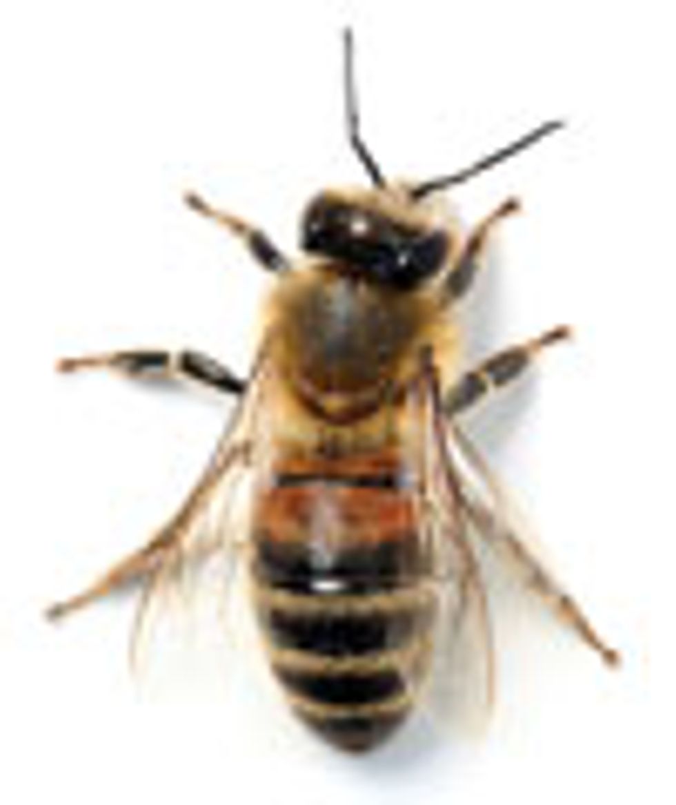 photo of bee