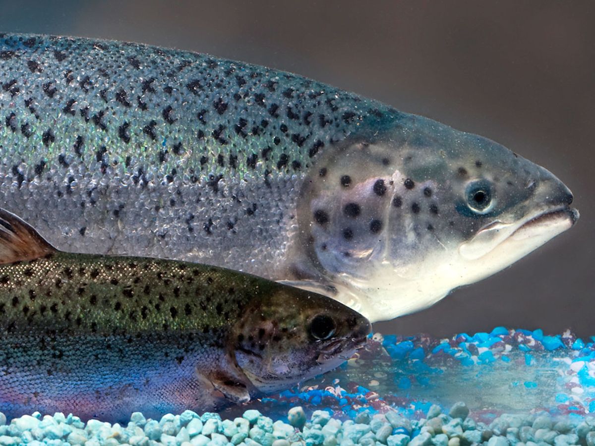 Photo showing the AquAdvantage salmon [rear] is much larger than its nontransgenic sibling [front].