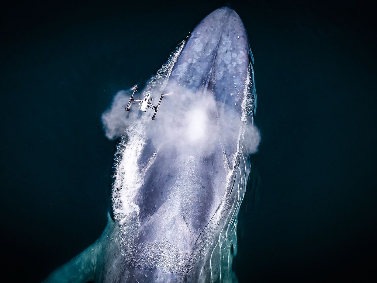 Photo showing the SnotBot drone passing over a blue whale at the moment of exhalation.