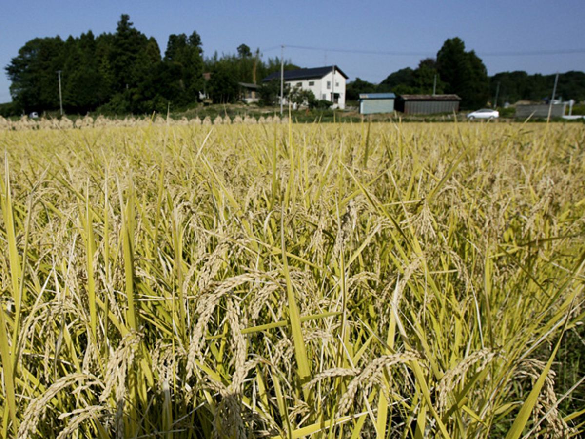 Japan Plants Renewable Energy Village in Fukushima's Contaminated Farmland
