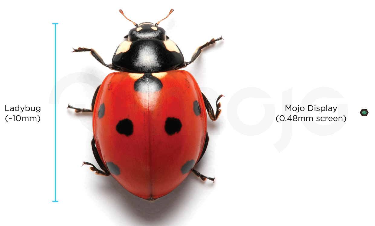 Photograph comparing the size of a lady bug to the Mojo Vision microLED display.