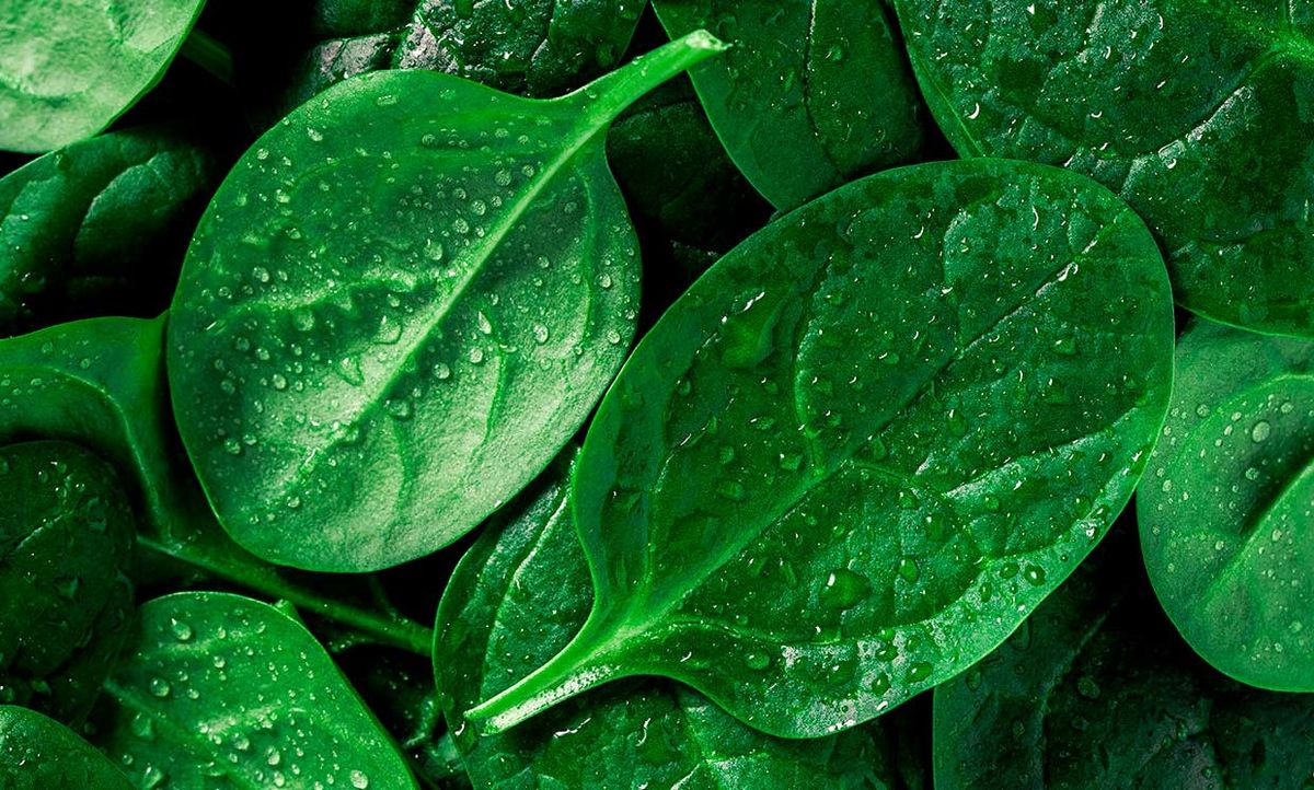 Photograph of spinach leaves