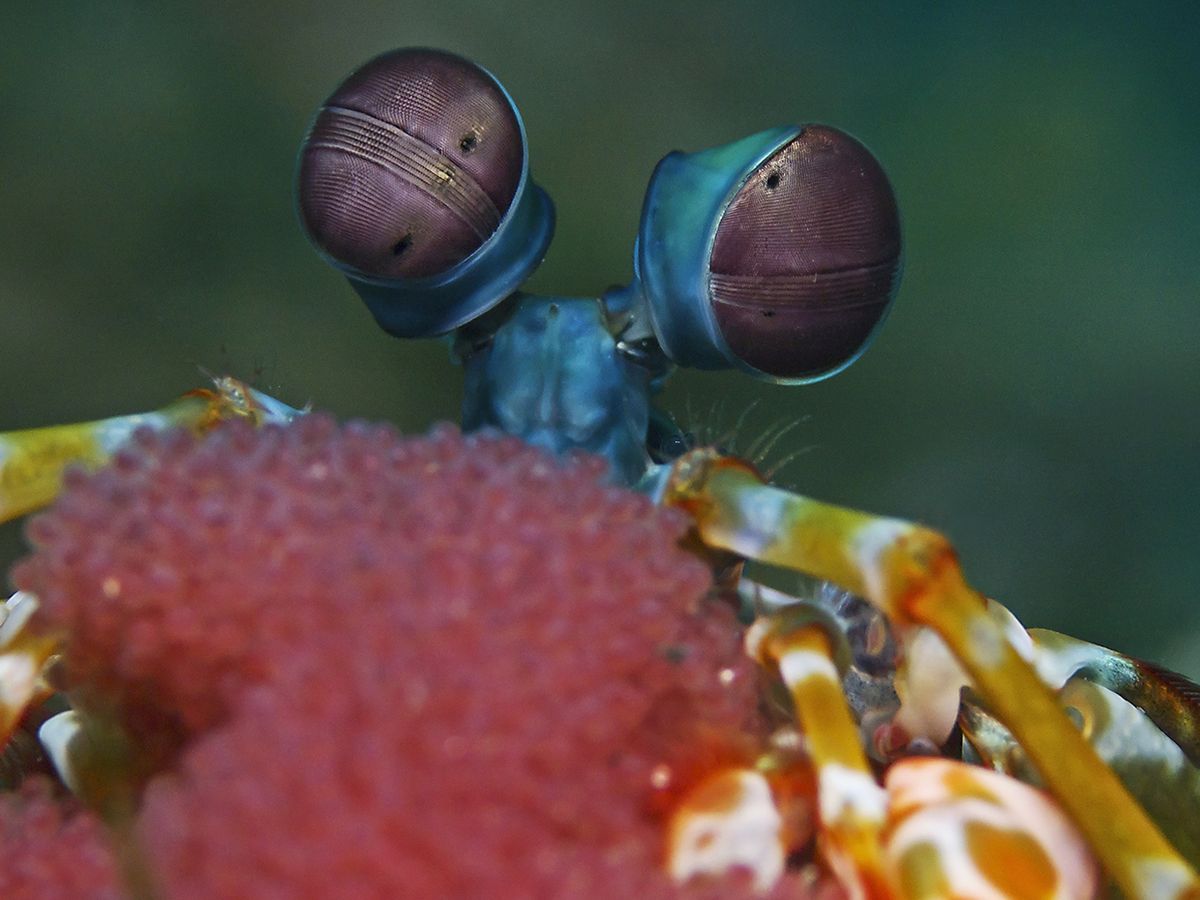 Photograph showing a mantis shrimp's eyes.