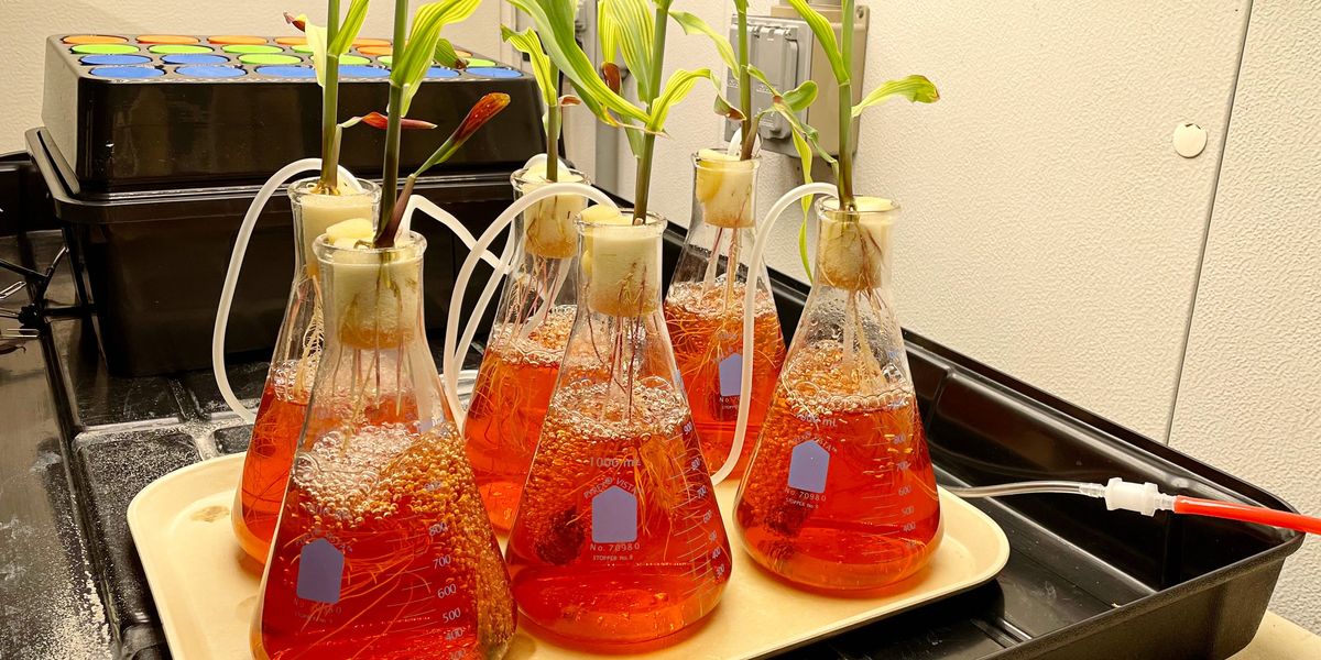 Stress Monitors for Plants Can Spot Dehydration