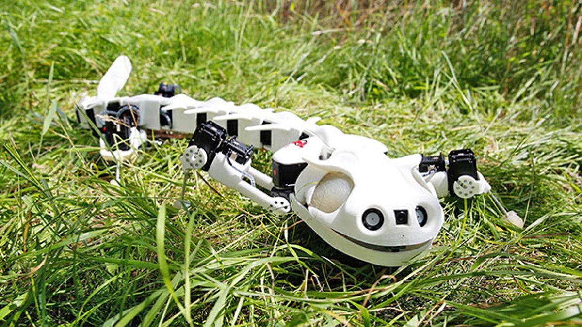 Pleurobot salamander robot from EPFL