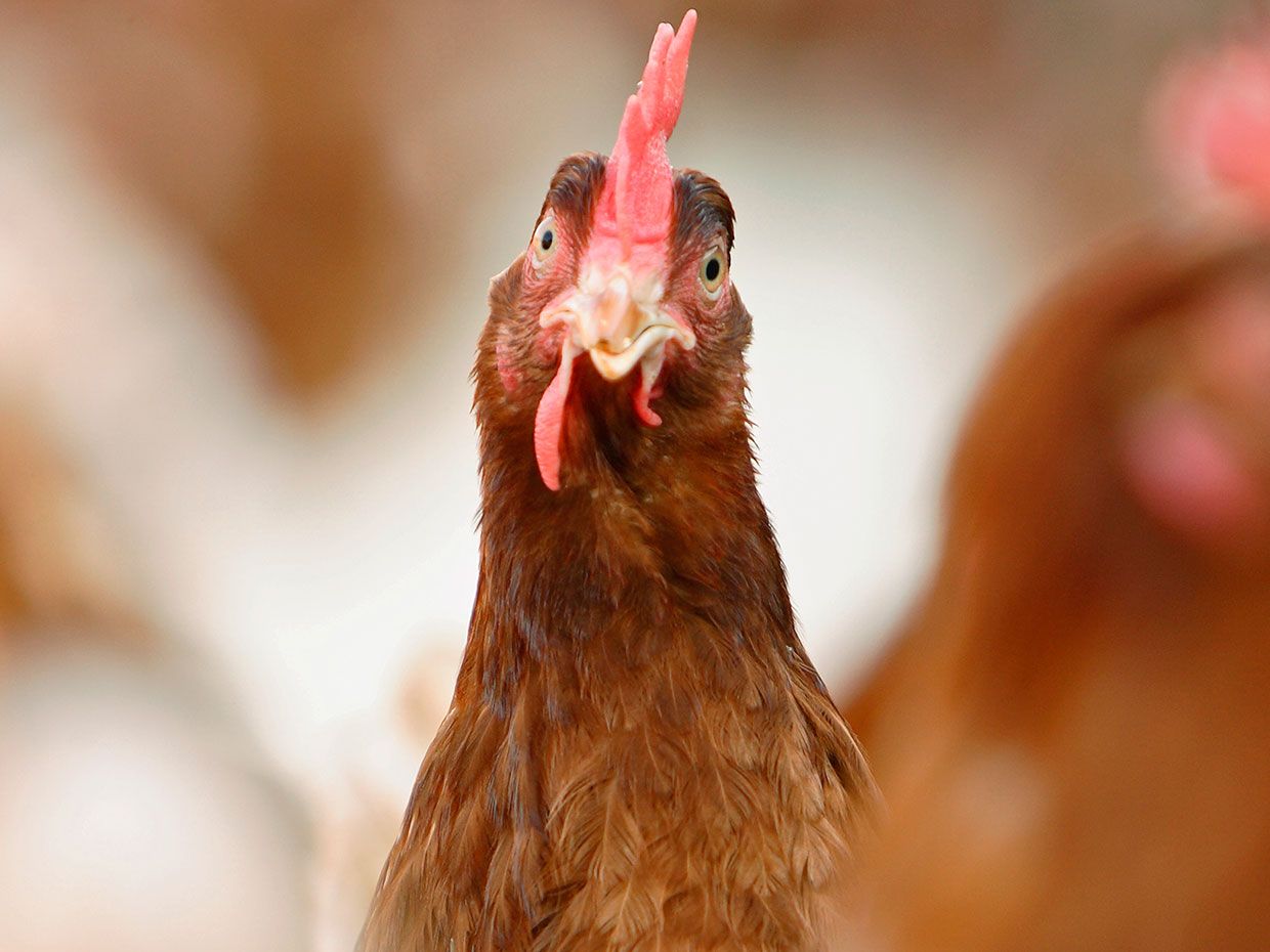 Portrait of a hen looking at the camera