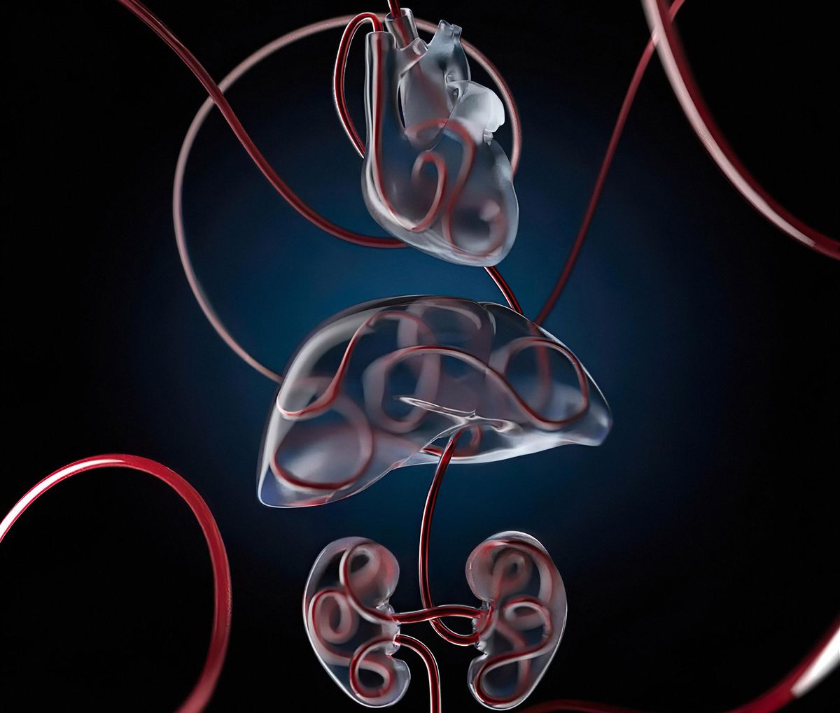 Rendering of a heart, liver and kidneys with tubes of red liquid moving through them