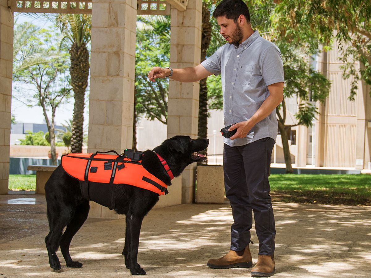 Researcher Yoav Golan holds a remote control while dog Tai, wears the haptic vest.