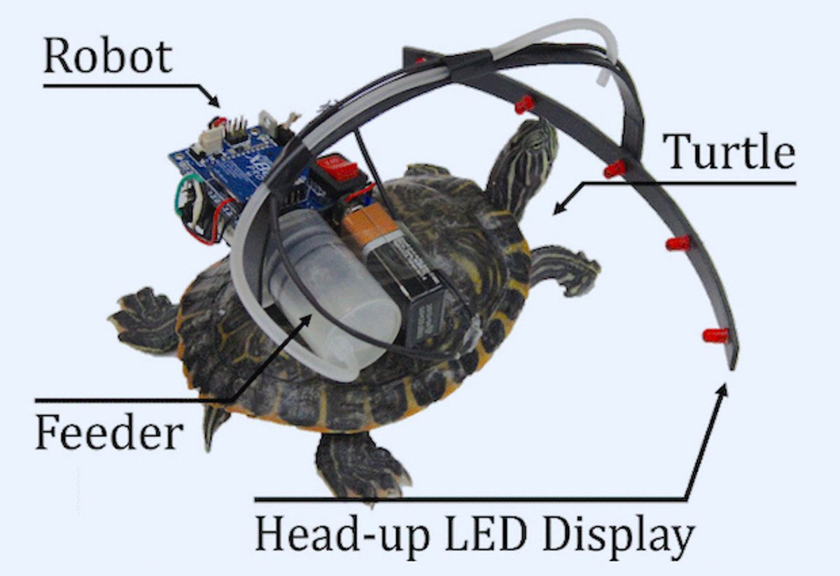 Researchers mounted a robot on the back of a live turtle to guide its movements