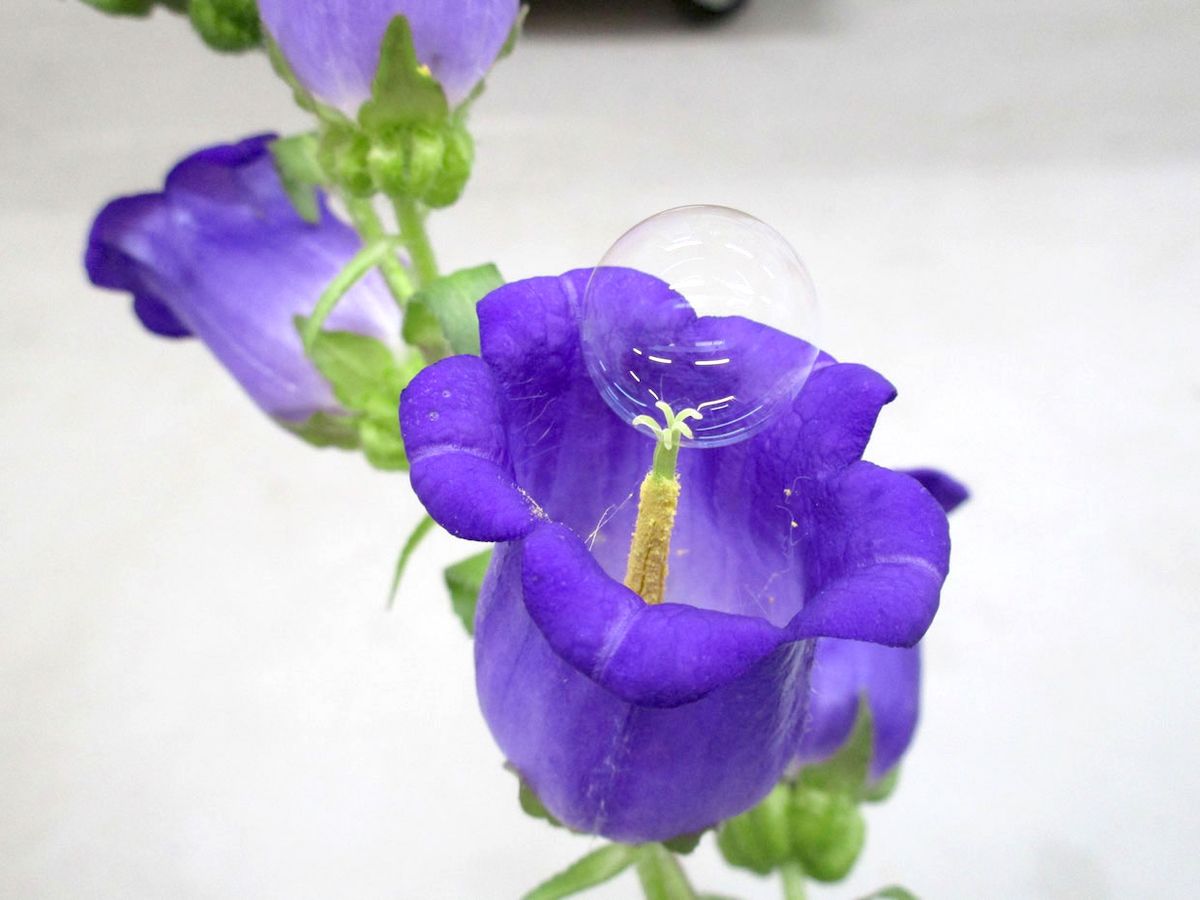 Researchers used a drone equipped with a bubble machine to pollinate flowers like bees