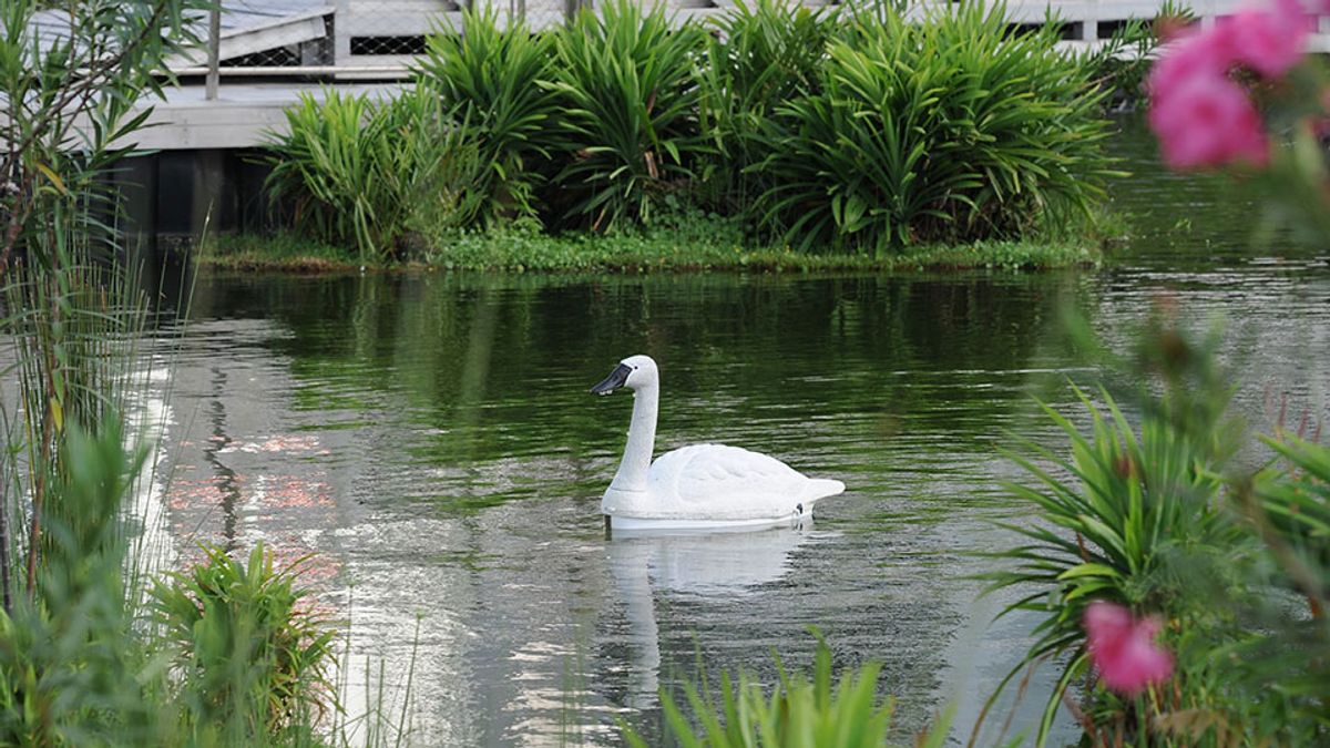 Robot Swans Explore Singaporean Reservoirs
